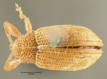Media type: image;   Entomology 1961 Aspect: habitus dorsal view